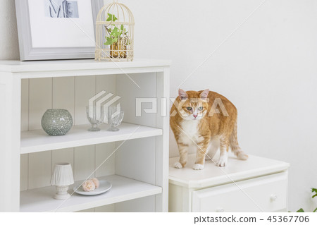 Cat on the chest Cat on the chest 45367706