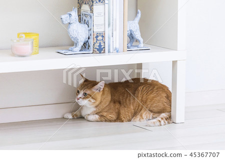 Cat lying down under the shelf 45367707