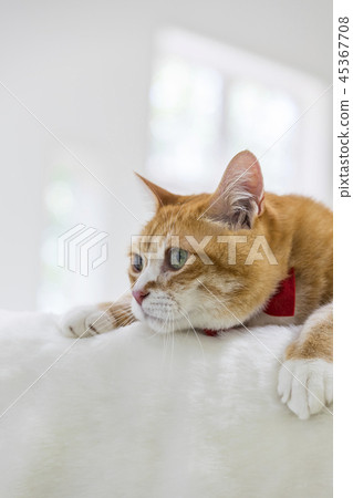 Cat looking far away 45367708