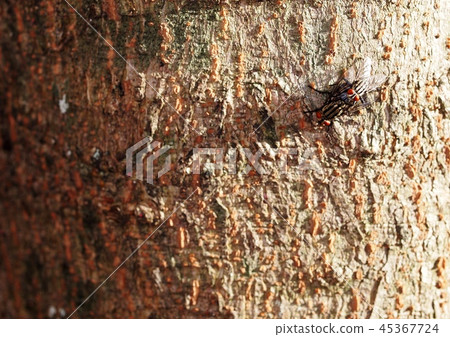 two large brown fly with red eyes on pairing  45367724