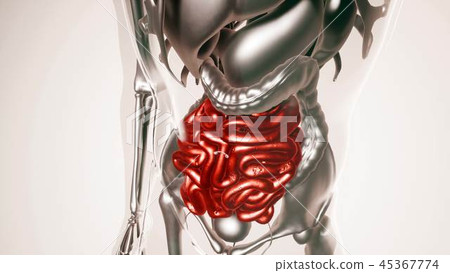 Human Intestine Model with all Organs and Bones Human Intestine Model with all Organs and Bones 45367774