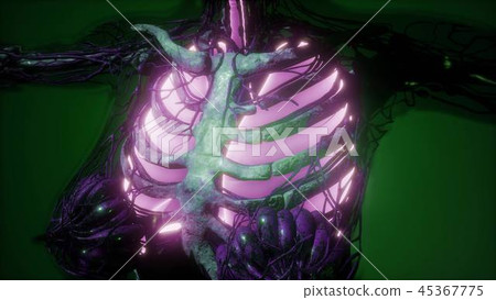 Human Body with Visible Lungs 45367775