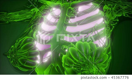 Human Body with Visible Lungs 45367776