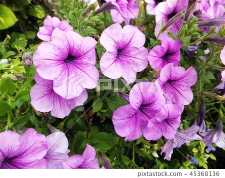 Flower and fruit plant 45368136