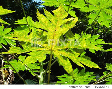 Flower and fruit plant 45368137