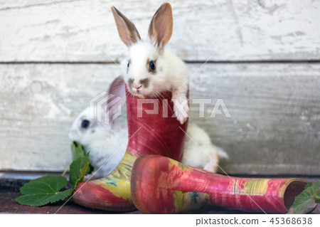 rabbit in the garden rabbit in the garden 45368638