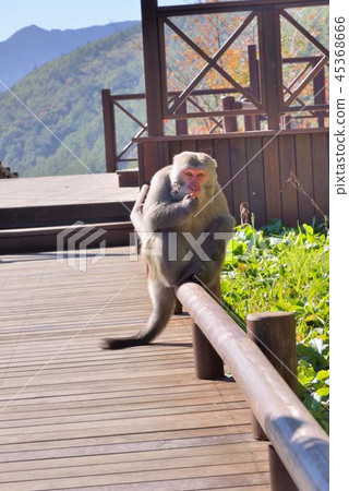 台灣獼猴 (雪山登山口) 45368666