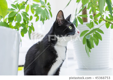 Cat staring with plants Cat staring with plants 45368753