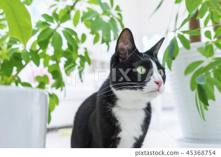 Cat staring with plants 45368754