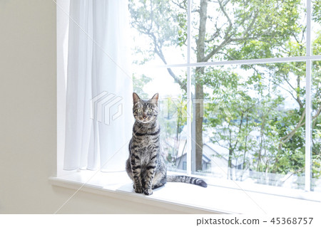 A cat sitting at the bay window A cat sitting at the bay window 45368757