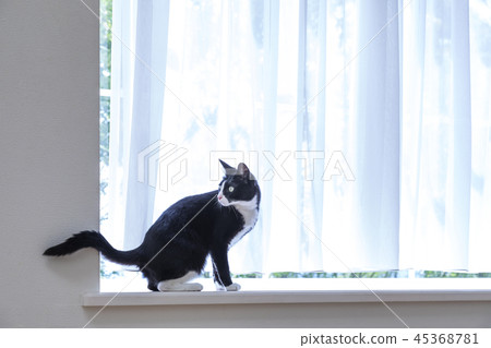 坐在凸出的三面窗的貓 坐在凸出的三面窗的貓 45368781