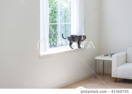 A cat looking up at a bay window 45368785