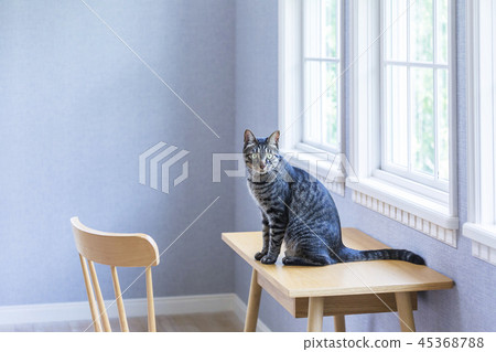 Cat sitting at the desk 45368788