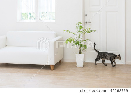 Cat walking in the living room Cat walking in the living room 45368789