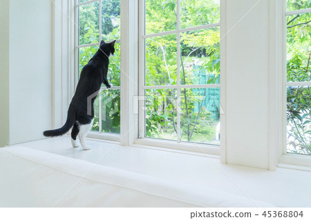 站起來在窗台的後面觀點的貓 45368804