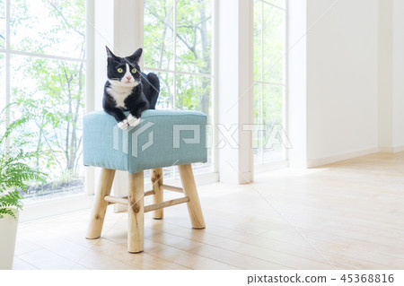 Cat staring down in a chair Cat staring down in a chair 45368816