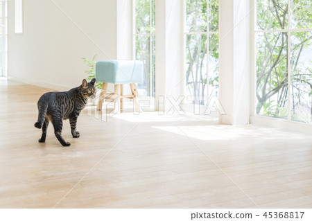 A cat looking back at the window side A cat looking back at the window side 45368817