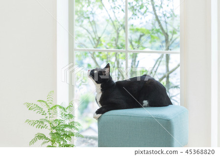 Cat looking up on a chair Cat looking up on a chair 45368820