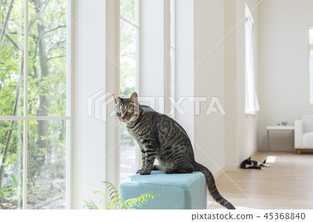A cat sitting on a window chair 45368840