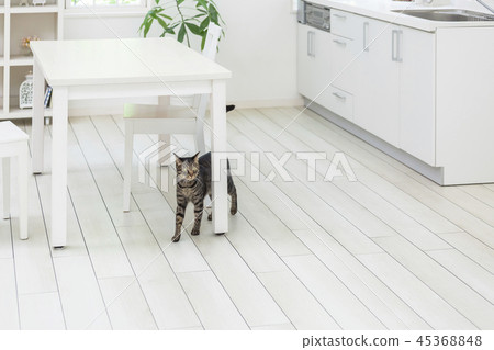 A cat that roams the living room A cat that roams the living room 45368848