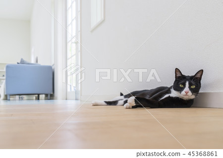 A cat lying on the floor and staring 45368861