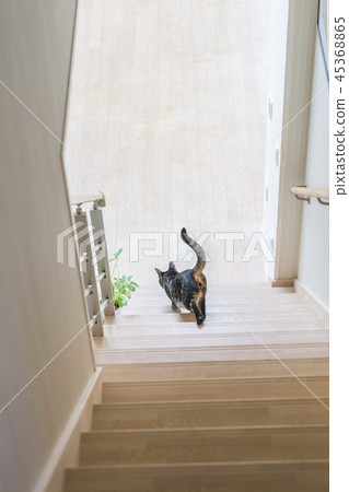 Rear view of a cat going down the stairs 45368865