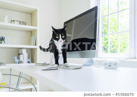 Cat stepping on the keyboard Cat stepping on the keyboard 45368870