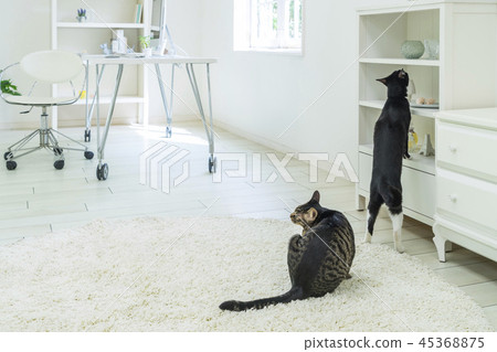 兩隻貓在客廳裡 兩隻貓在客廳裡 45368875