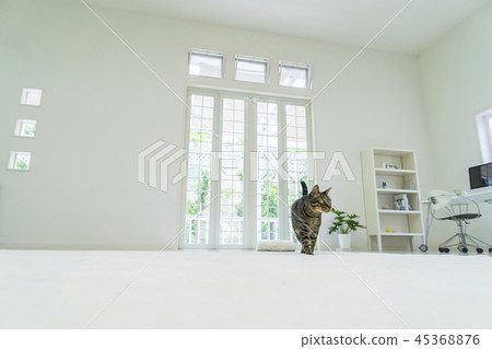 Cat walking in the living room 45368876