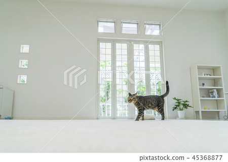 Cat walking in the living room 45368877