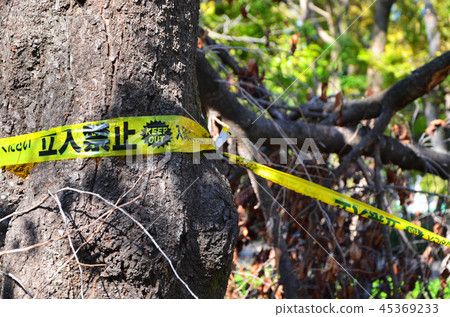 大阪城公園遭受嚴重破壞,例如2018年21號颱風倒下的樹木 大阪城公園遭受嚴重破壞,例如2018年21號颱風倒下的樹木 45369233
