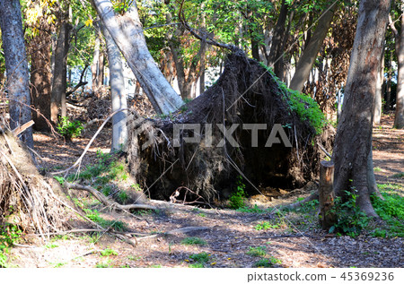 大阪城公園遭受嚴重破壞,例如2018年21號颱風倒下的樹木 大阪城公園遭受嚴重破壞,例如2018年21號颱風倒下的樹木 45369236