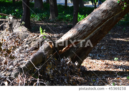 大阪城公園遭受嚴重破壞,例如2018年21號颱風倒下的樹木 大阪城公園遭受嚴重破壞,例如2018年21號颱風倒下的樹木 45369238