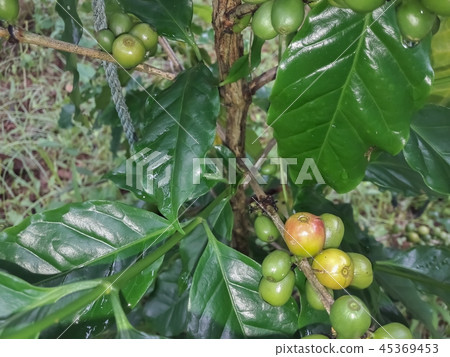 Coffee in the garden Coffee in the garden 45369453