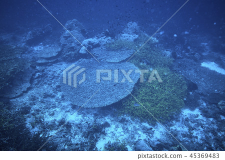 Losin south of Thailand 2018 45369483