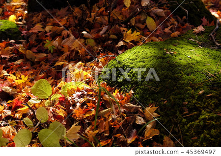 A day when trees are missed A day when trees are missed 45369497