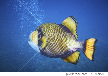titan triggerfish 45369508