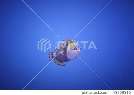 titan triggerfish 45369510