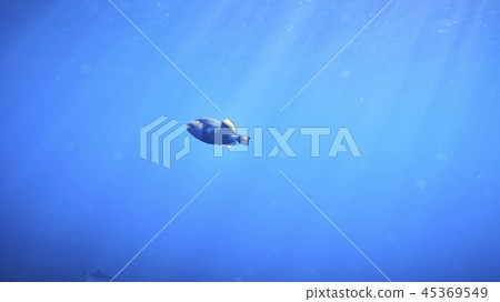 titan triggerfish 45369549