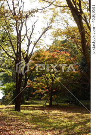 Autumn leaves image (Nagasaki: Lake Nodake) 45369591