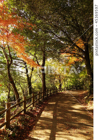 Autumn leaves image (Nagasaki: Lake Nodake) 45369597