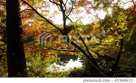 Autumn leaves image (Nagasaki: Lake Nodake) Autumn leaves image (Nagasaki: Lake Nodake) 45369615