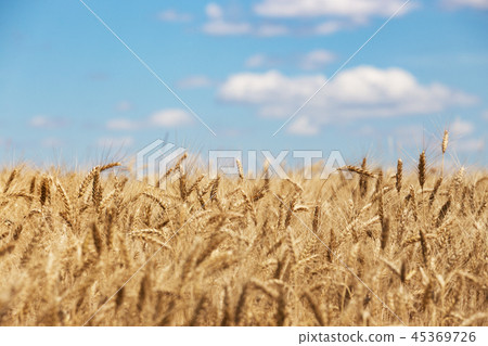 view at the wheat field 45369726