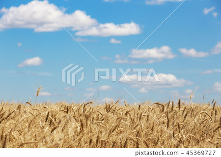view at the wheat field 45369727