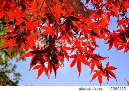 Otoha (Muling Farm) Otokoi Crimson & Vermilion leaf autumnal background Otoha (Muling Farm) Otokoi Crimson & Vermilion leaf autumnal background 45369885