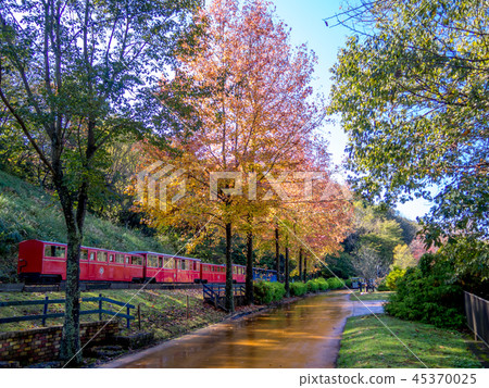 [Izu City, Shizuoka Prefecture] Romney Railway and roadside trees of autumnal plane trees [Shuzenji Niji no Sato] 45370025
