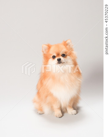 Sitting Pomeranian Sitting Pomeranian 45370229