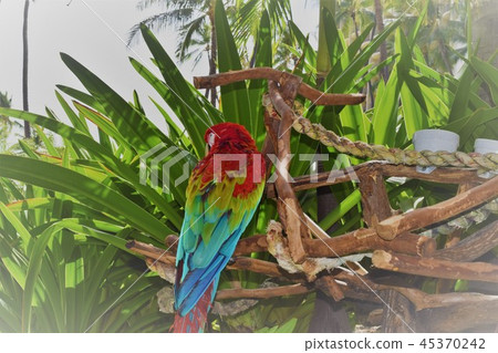 Parrot Parrot 45370242