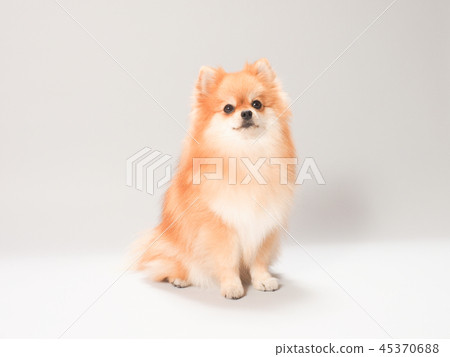 Sitting Pomeranian 45370688