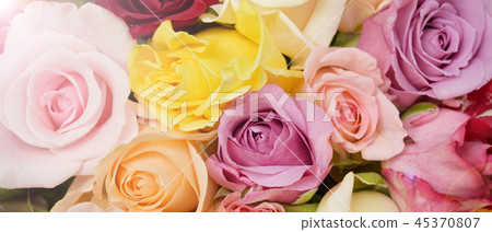 close up of colorful rose close up of colorful rose 45370807